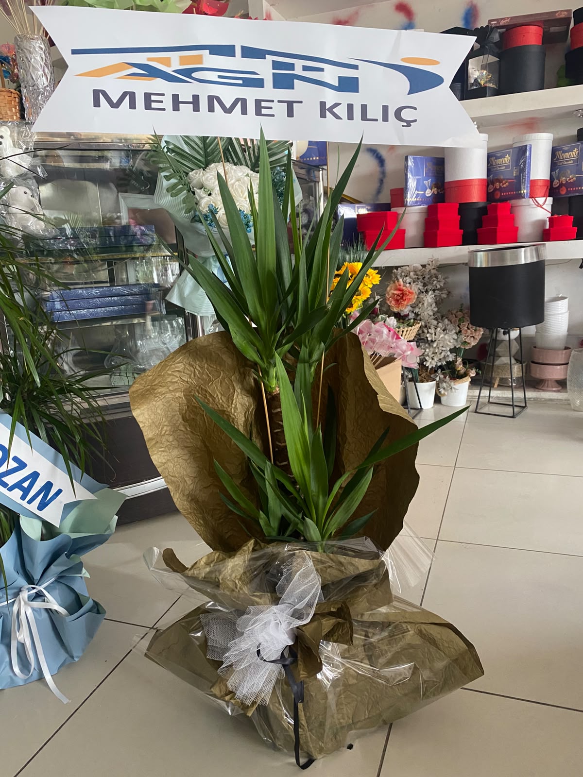 İthal Yucca 